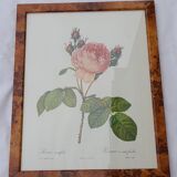 Botanical poster P. J. Redouté Pinx Rosa Centifolia Hundred-leaved rose De Rémont 44 X 34 cm