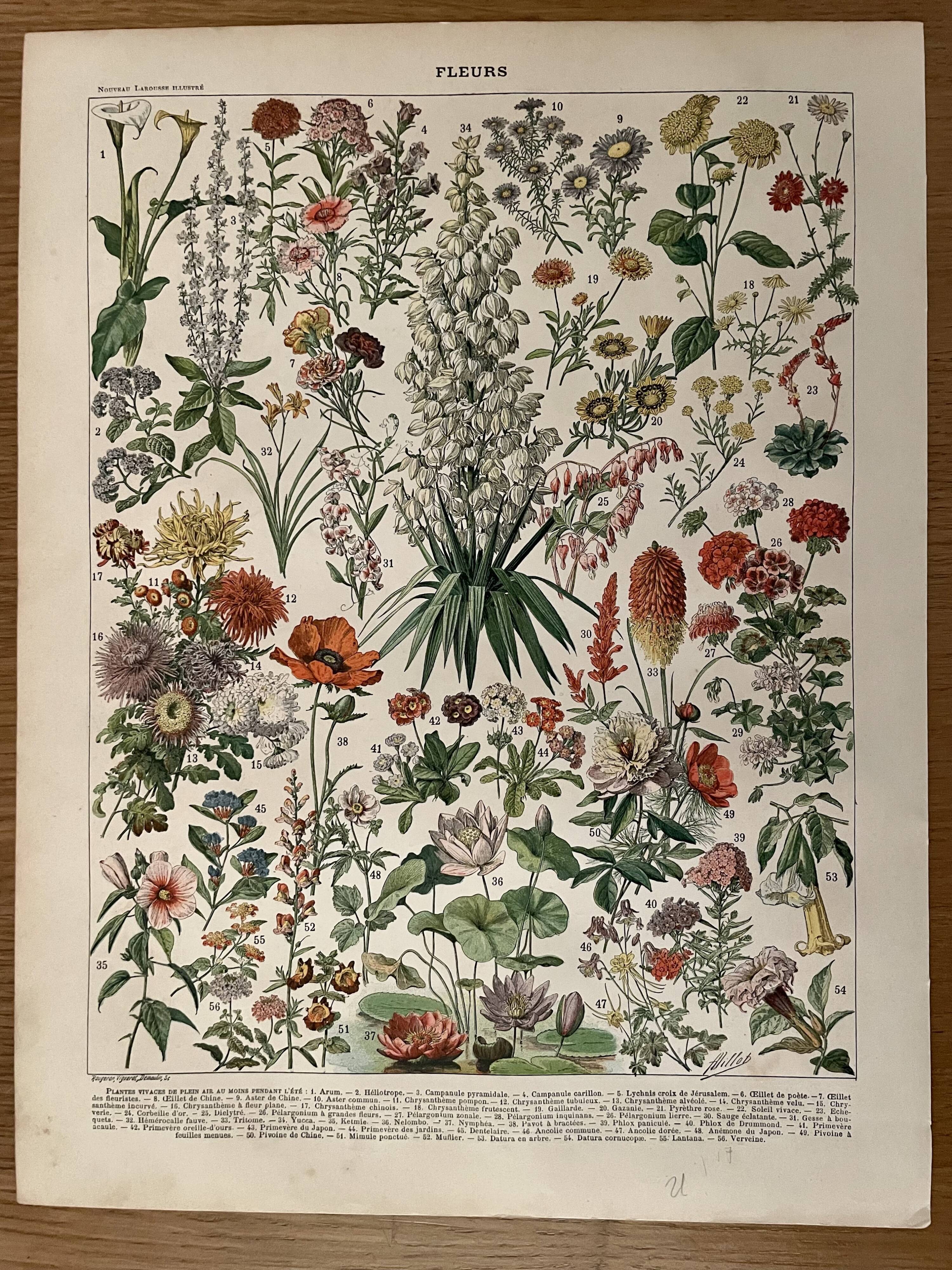 Lithograph on flowers from 1897 (amaranth)