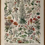 Lithograph on flowers from 1897 (amaranth)