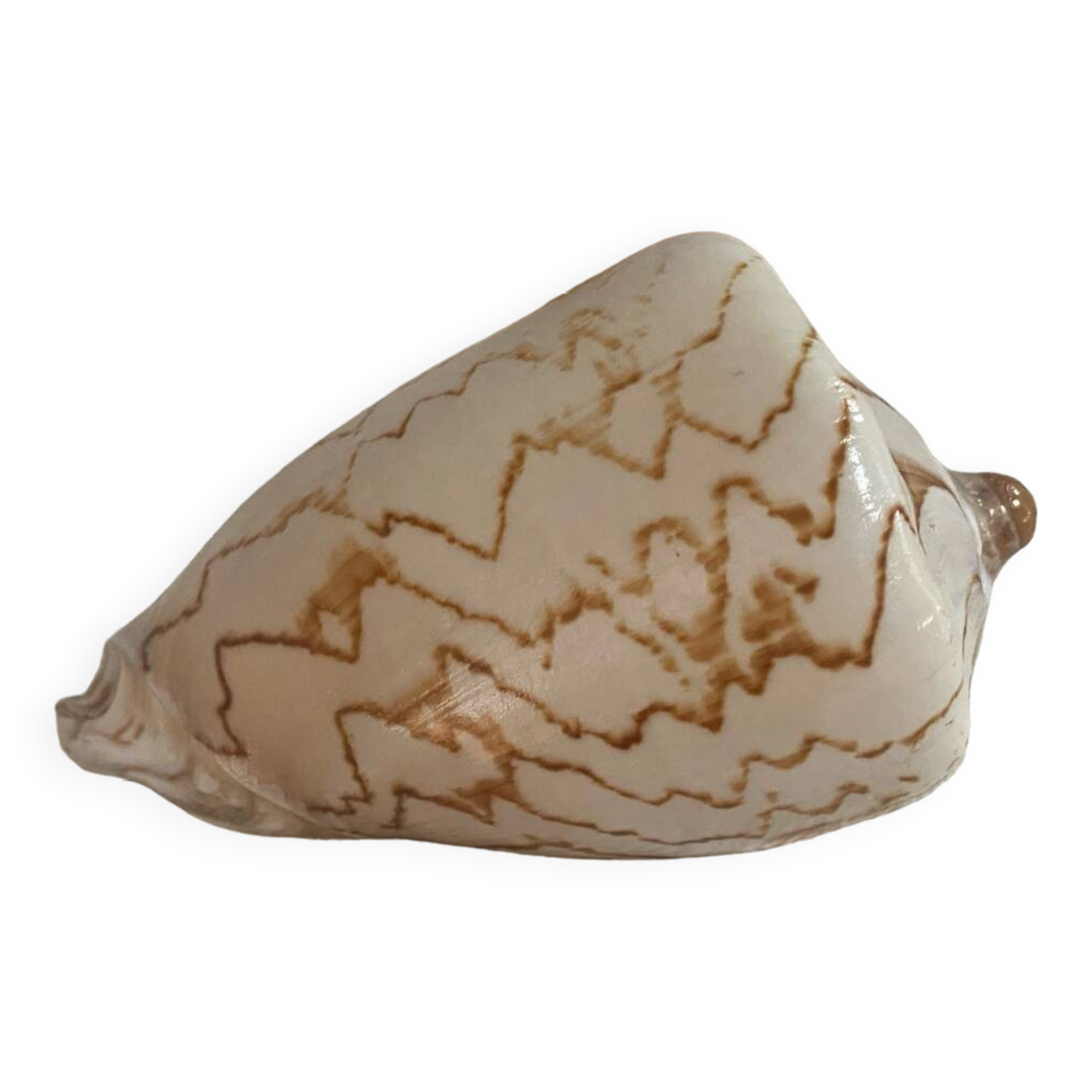 Vintage Voluta nobilis shell