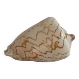Vintage Voluta nobilis shell