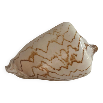 Coquillage Voluta nobilis vintage