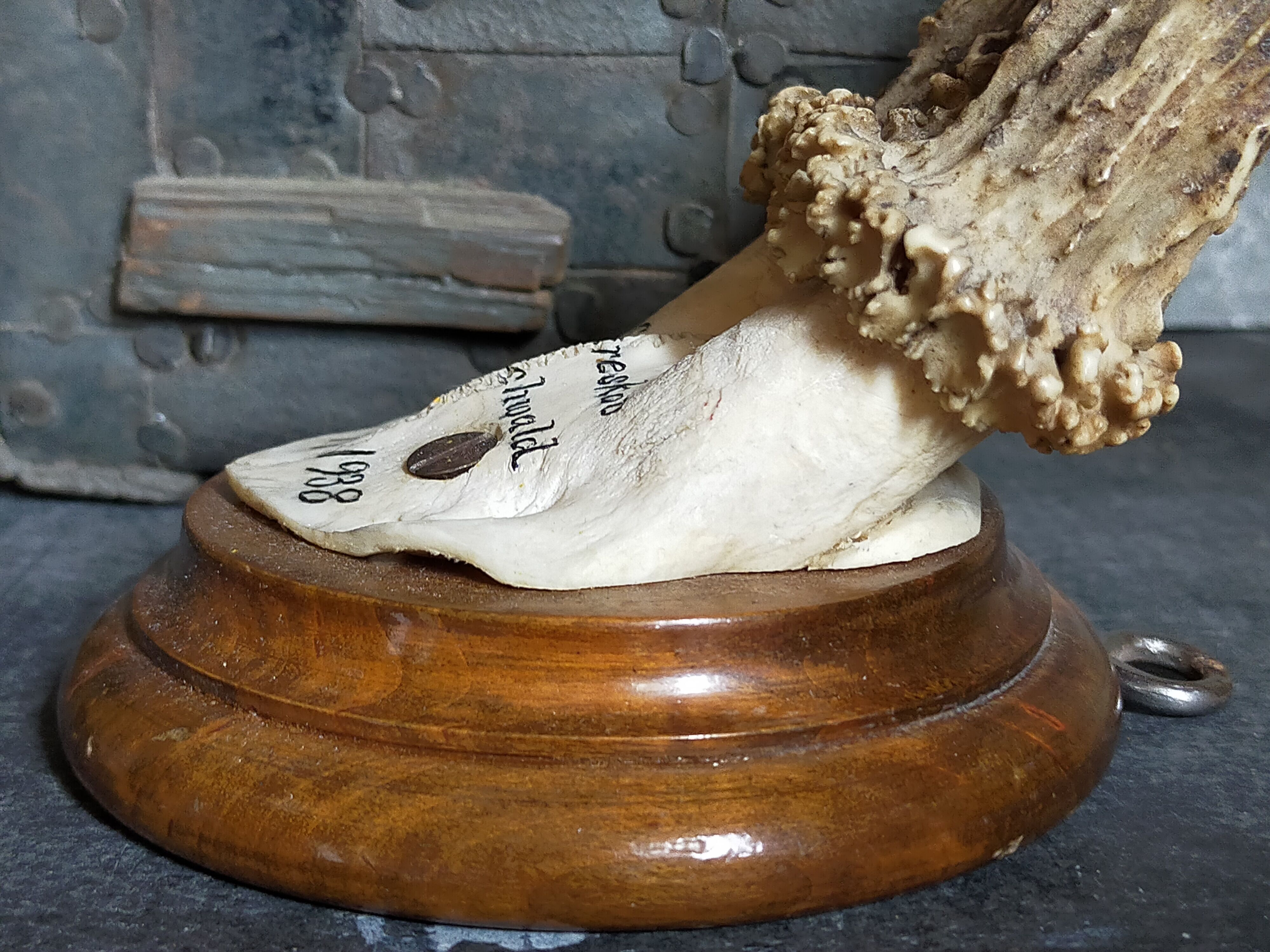 Scandinavian hunting trophy old 30 years