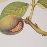 Walnut botanical board