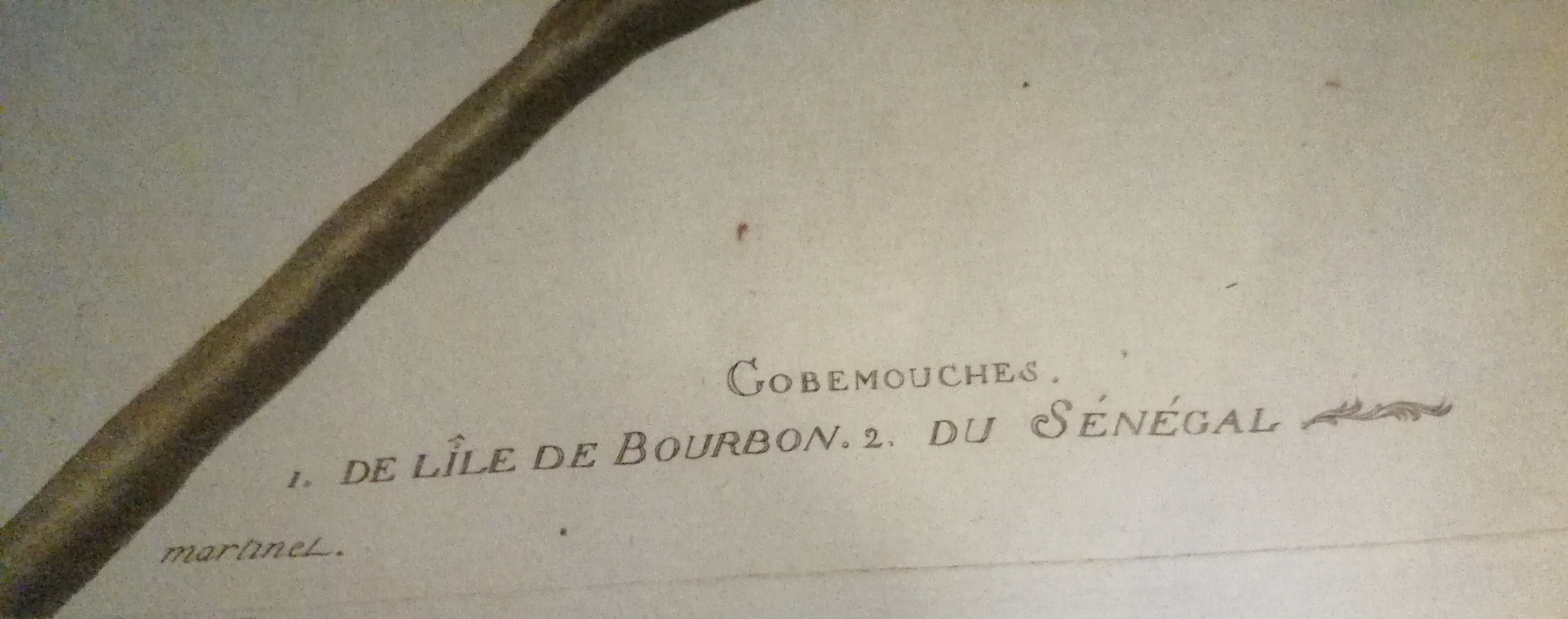 Old framed lithography by Martinet