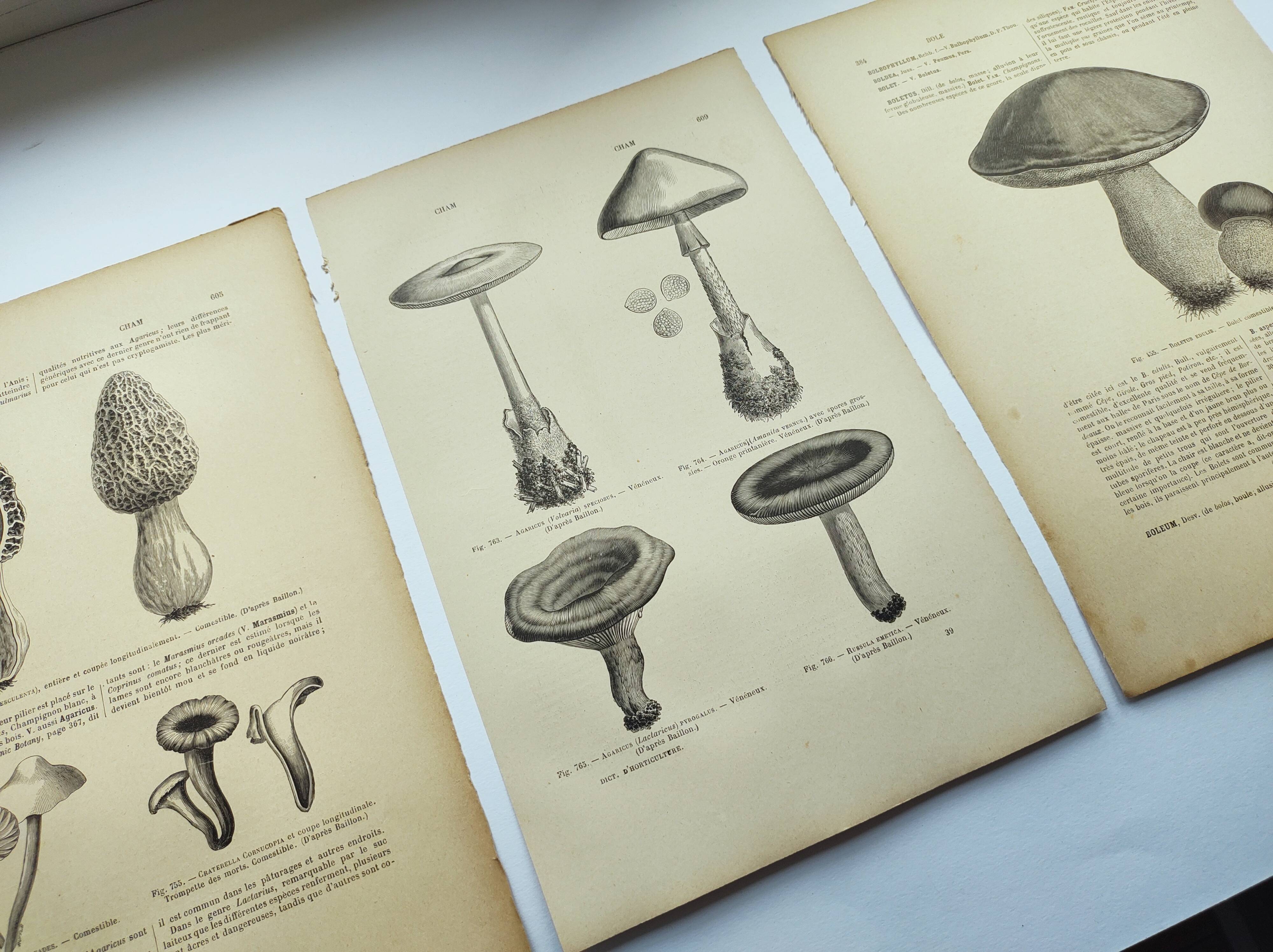 Botanical engravings from 1897 - 3 Mushroom Plates - Old original plates including Cep