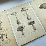 Gravures botaniques de 1897 - 3 Planches Champignons - Planches originales ancienne dont Cèpe