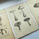 Botanical engravings from 1897 - 3 Mushroom Plates - Old original plates including Cep