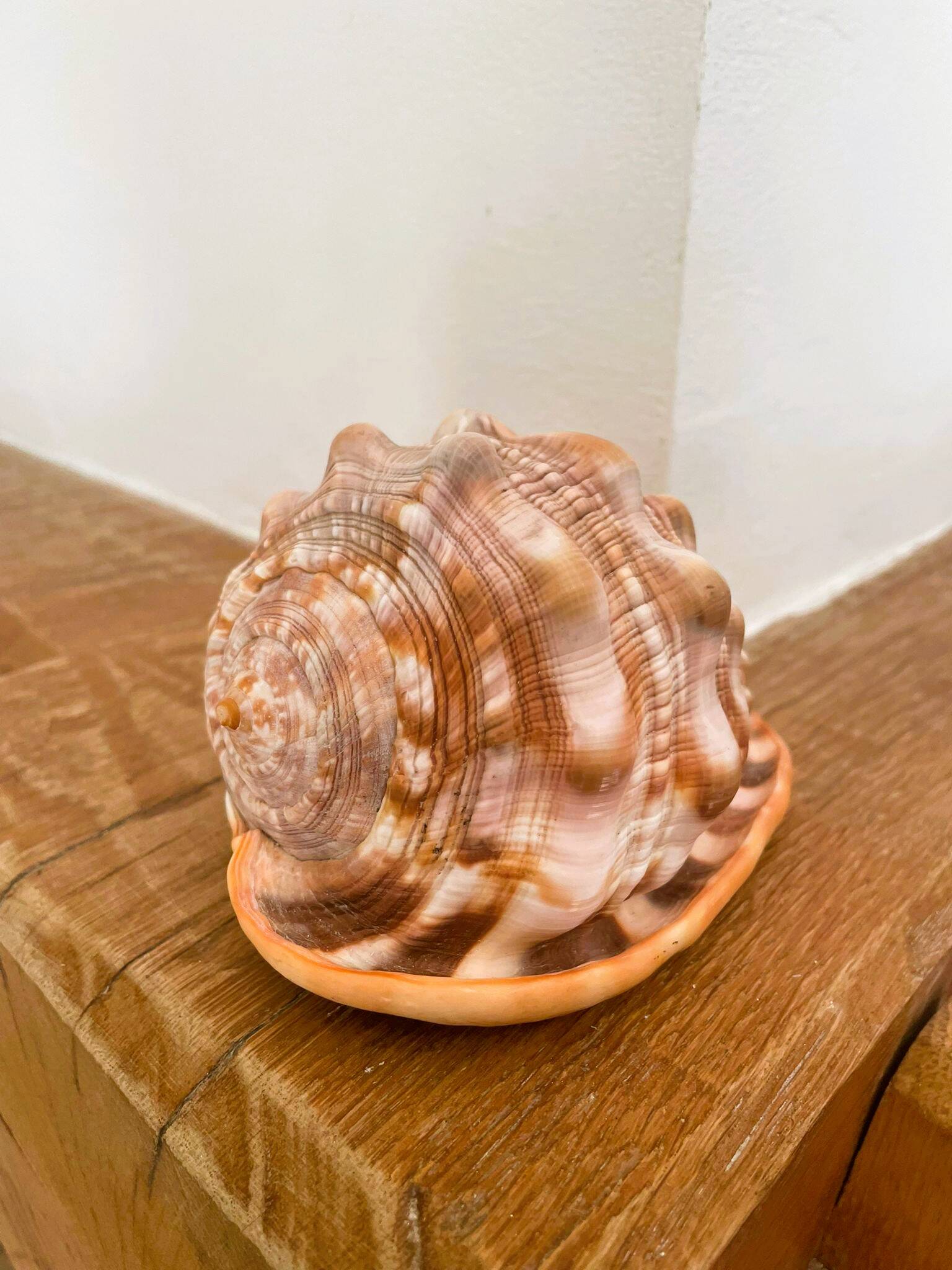 Large seashell: Cypraecassis rufa