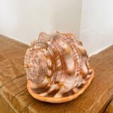 Large seashell: Cypraecassis rufa