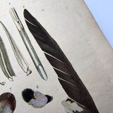 Antique engraving from 1839 - Feathers - Vintage hand-colored zoological plate