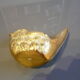 Brass sparrow