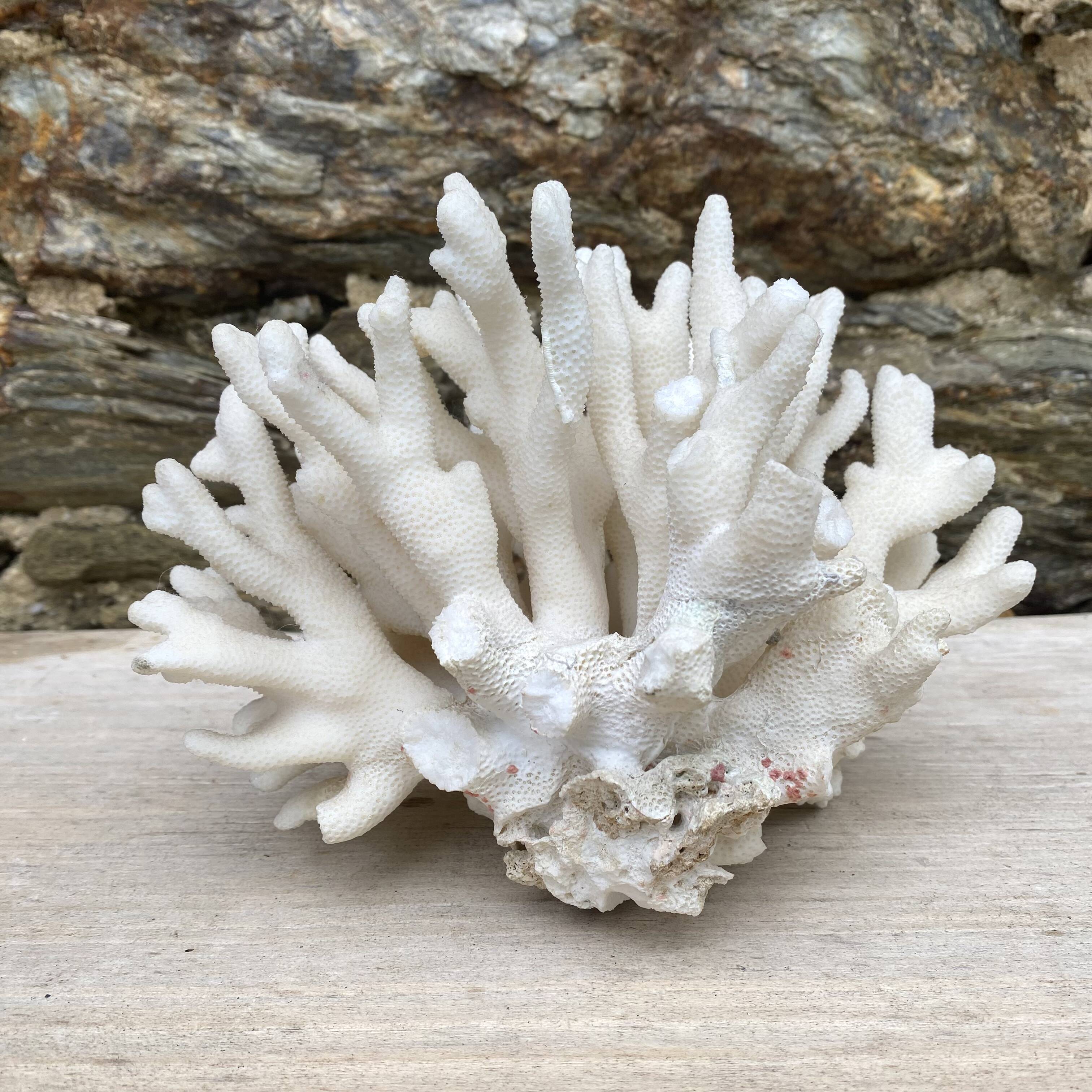 Corail elkhorn, corail corne de cerf