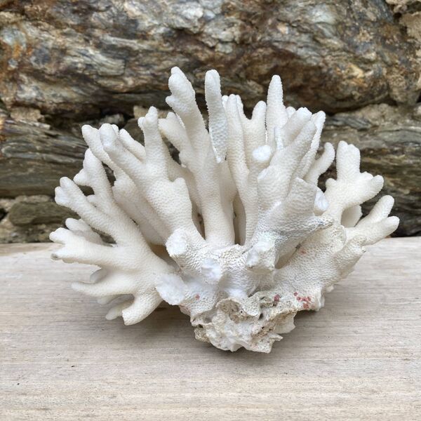 Corail elkhorn, corail corne de cerf