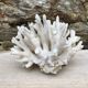Corail elkhorn, corail corne de cerf