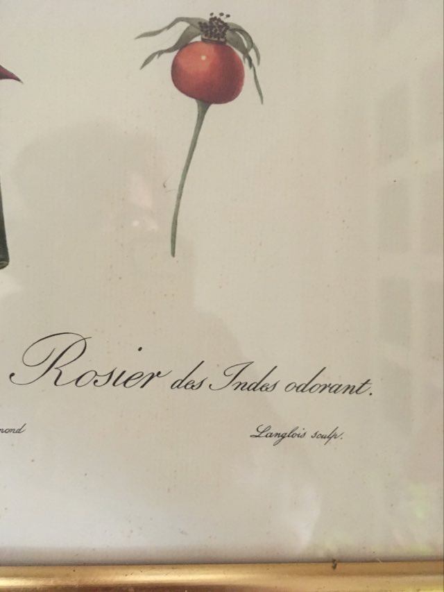 Dreaded botanical plank "Rosa Indica fragans"