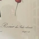 Dreaded botanical plank "Rosa Indica fragans"