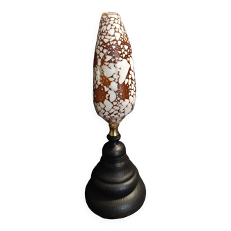 Cabinet of Curiosities conus omaria shell on base