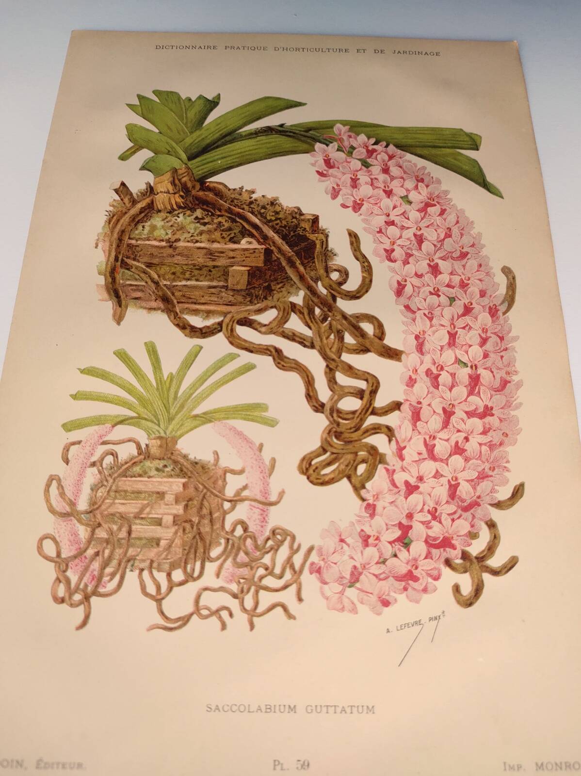 Botanical plate from 1897 - Spotted Saccolabium - Original old flower engraving by A.Lefevre