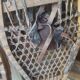2 pairs of snowshoes from the far north, circa 1900