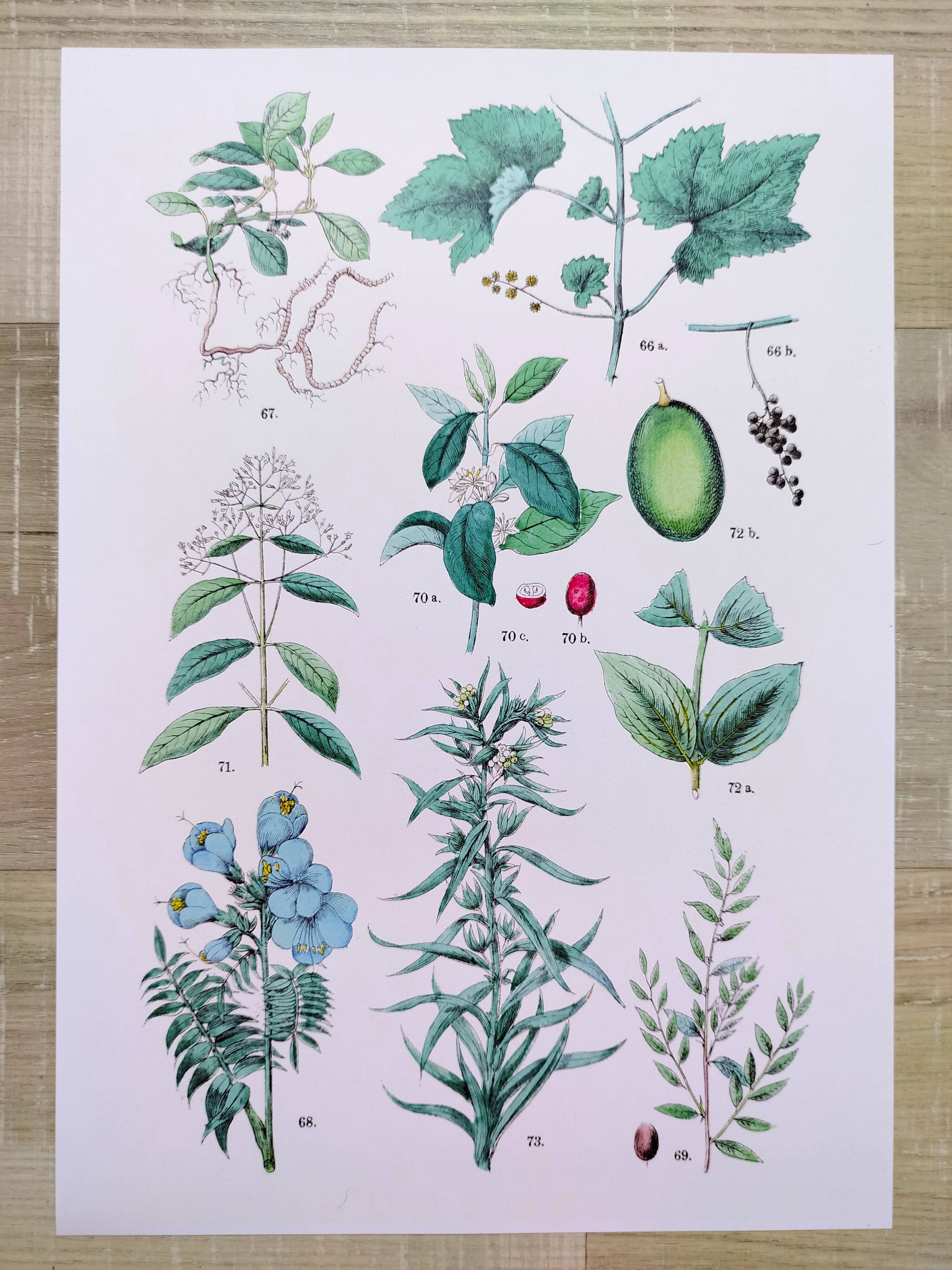 Affiche sur les plantes d'après une gravure de 1881 "vigne et café"