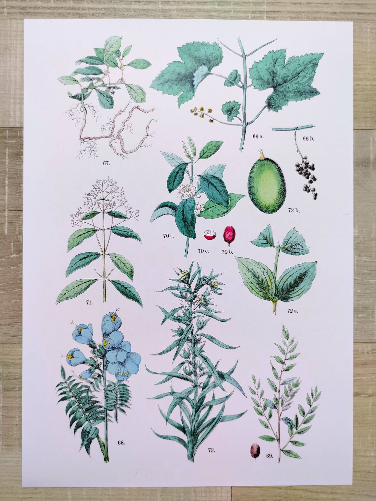 Plant poster based on an 1881 engraving "vine and coffee"