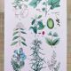 Plant poster based on an 1881 engraving "vine and coffee"