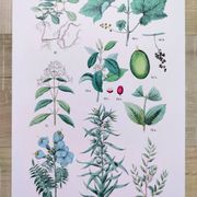 Plant poster based on an 1881 engraving "vine and coffee"