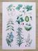 Affiche sur les plantes d'après une gravure de 1881 "vigne et café"