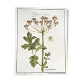 Botanical board la grande Berce
