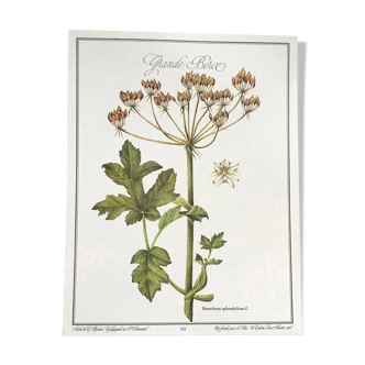Botanical board la grande Berce