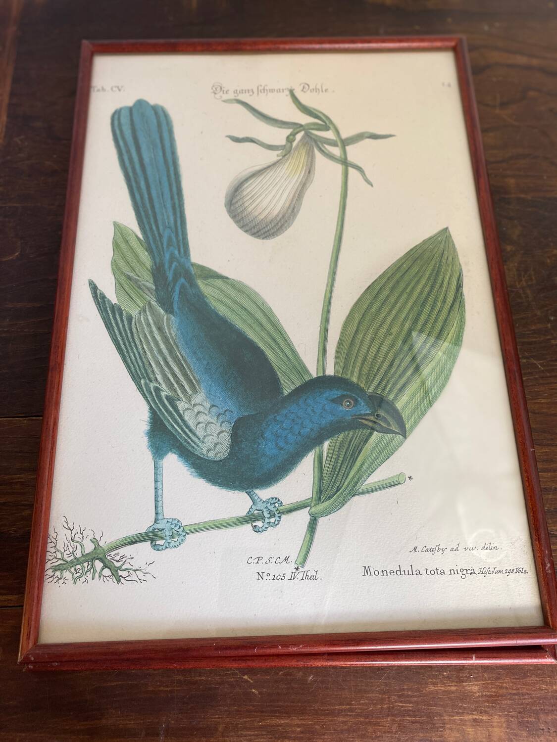 Ornithological posters