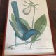 Ornithological posters