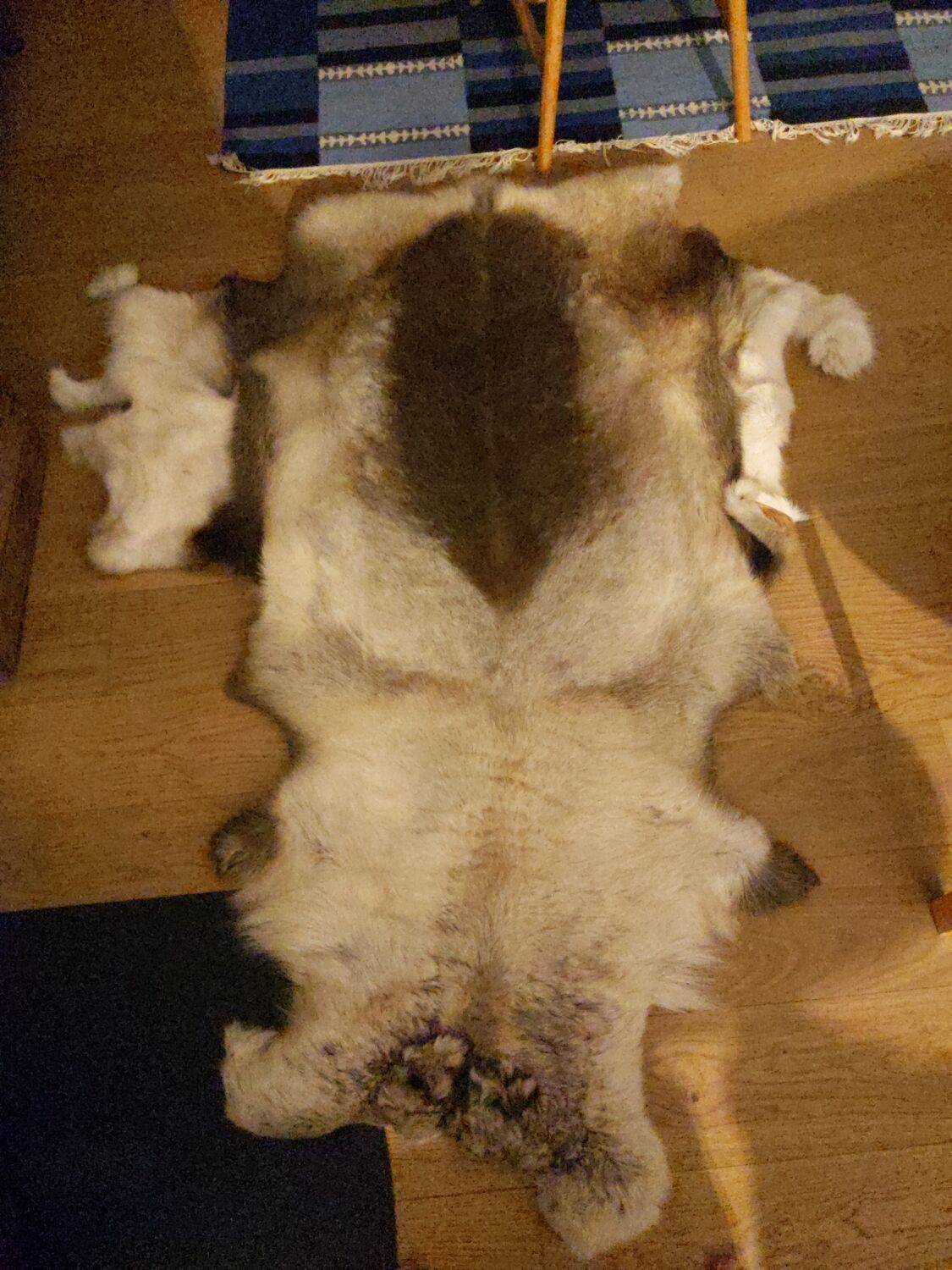 Reindeer skin rug