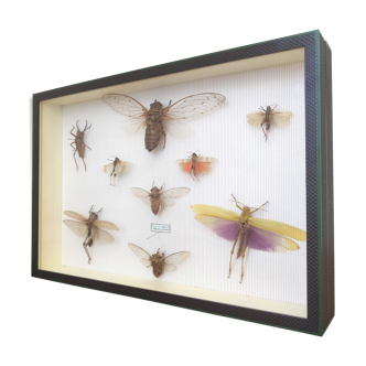 Cadre Insectes Malaisie – Birmanie sous verre
