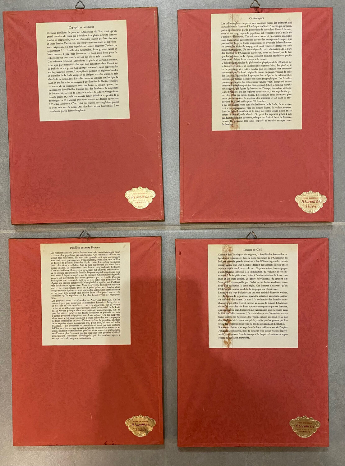 Planches zoologiques vintage -Papillons