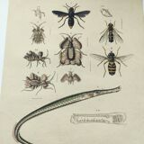 Old engraving from 1838 - Eel pipefish - Zoological and bee hand-colored board
