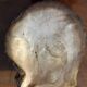 Lot of 8 old collectible shells - cabinet of curiosity