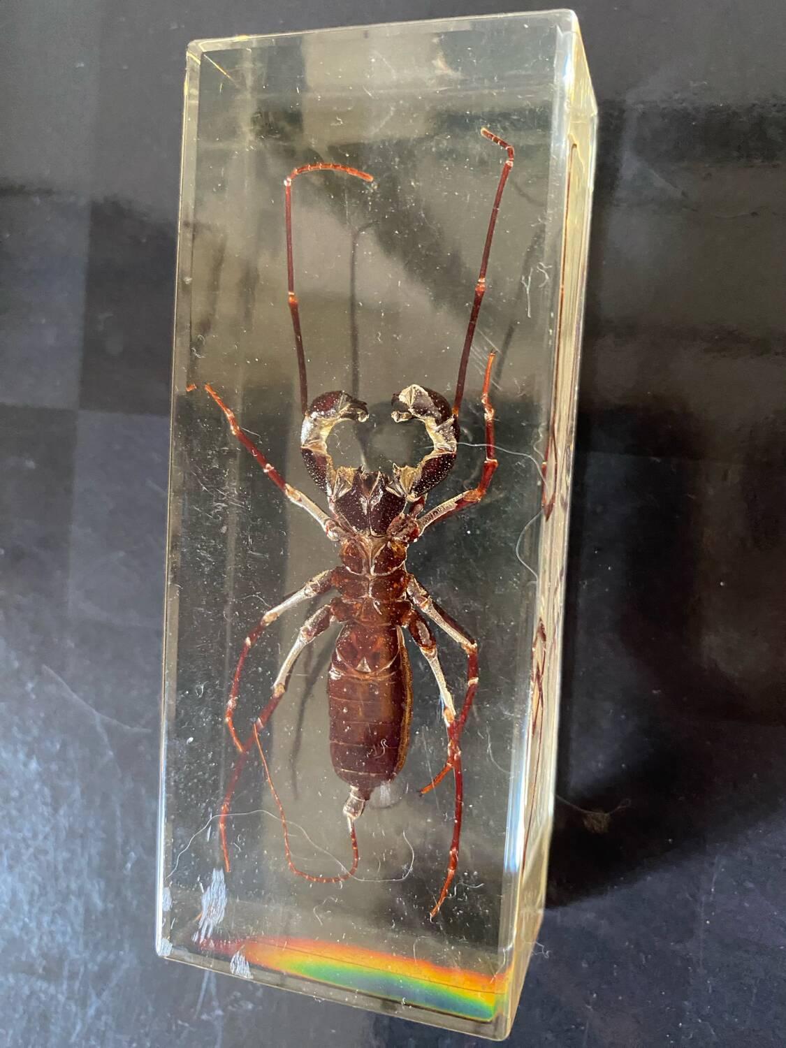 Resin inclusion insect - the staghorn uropyge.
