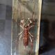 Resin inclusion insect - the staghorn uropyge.