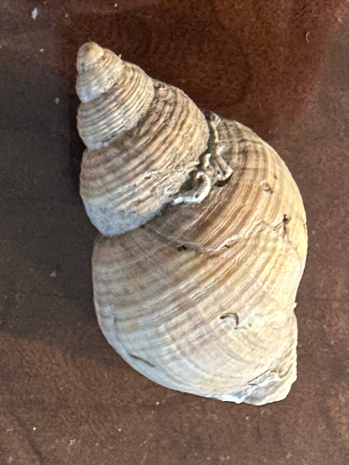 Lot of 8 old collectible shells - cabinet of curiosity