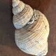 Lot of 8 old collectible shells - cabinet of curiosity