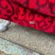 Red Fabric Monster Three-Seat Sofa with Rose Pattern from Bretz