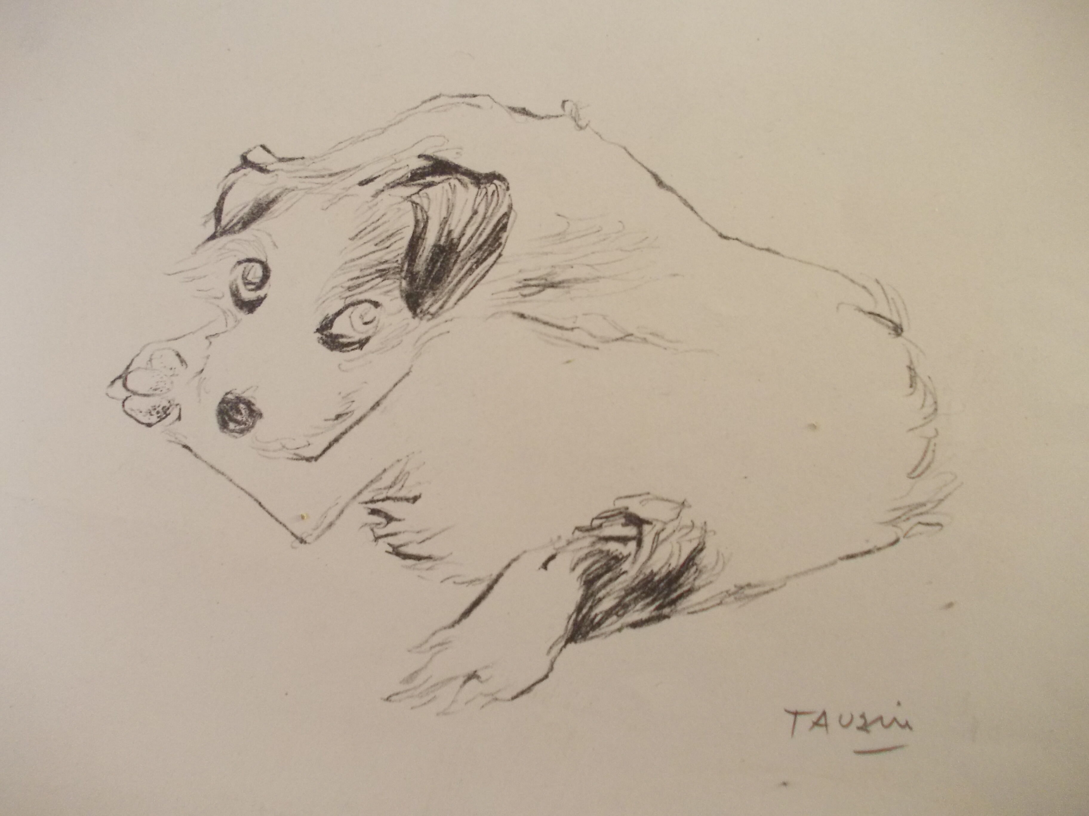 Drawing signed tauzin mario: regard chien au repos, black pencil original 1970s, charcoal