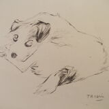 Drawing signed tauzin mario: regard chien au repos, black pencil original 1970s, charcoal