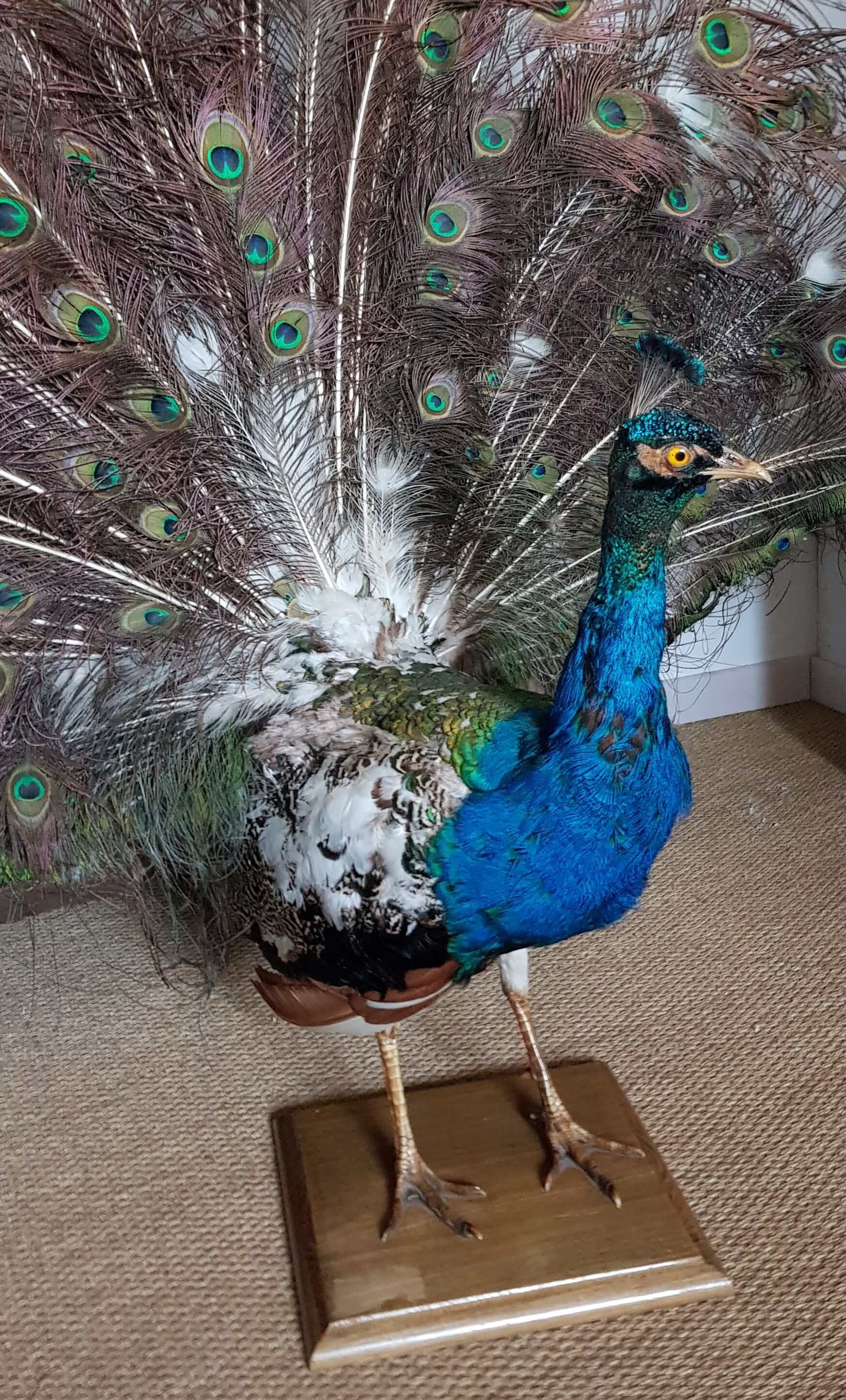 Naturalized blue peacock