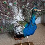 Naturalized blue peacock