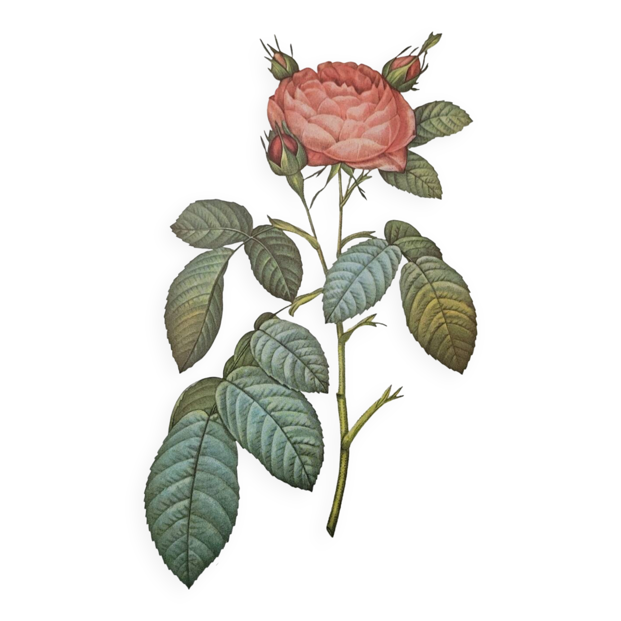 Botanical plate of Provins rose, after P.J. Redouté 1960