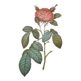 Botanical plate of Provins rose, after P.J. Redouté 1960