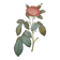 Botanical plate of Provins rose, after P.J. Redouté 1960